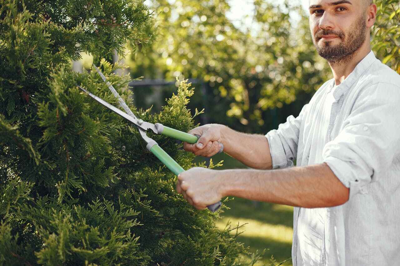 Emergency Storm Tree Removal in Nowthen, MN